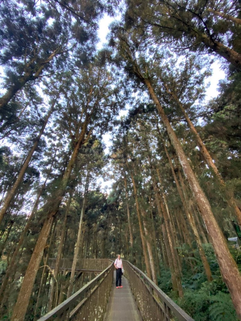 20191109貓仔們之溪頭森林步道探索_757165