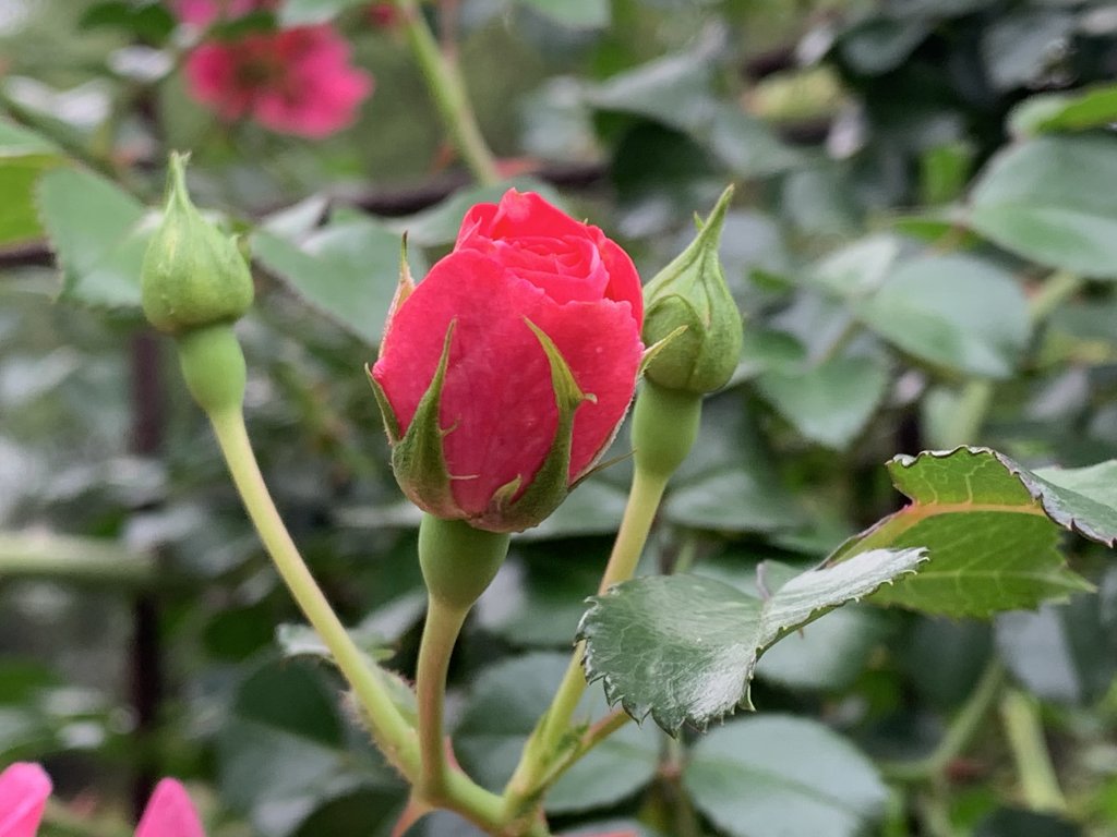 20250426苗栗火炎山_2772961