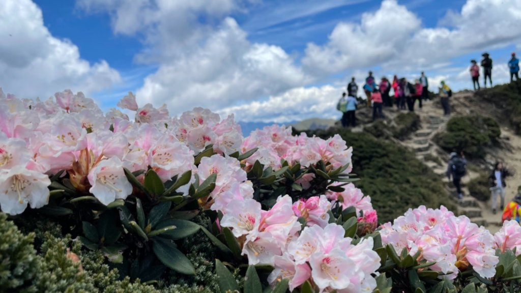 1100513合歡東峰杜鵑花_1386522