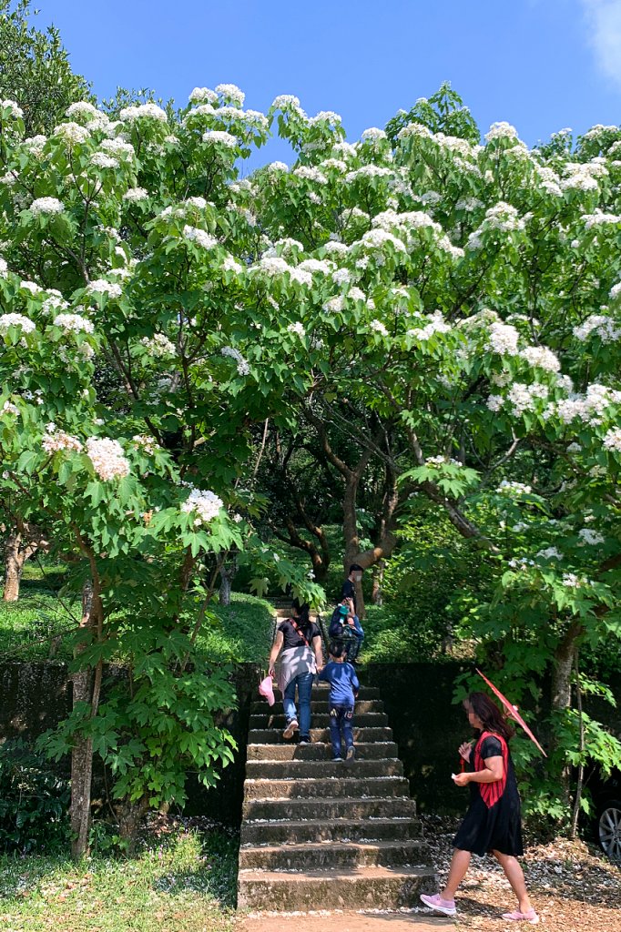 新竹湖口｜仁和．金獅步道｜山頂上的茶園．光影下的油桐花封面圖