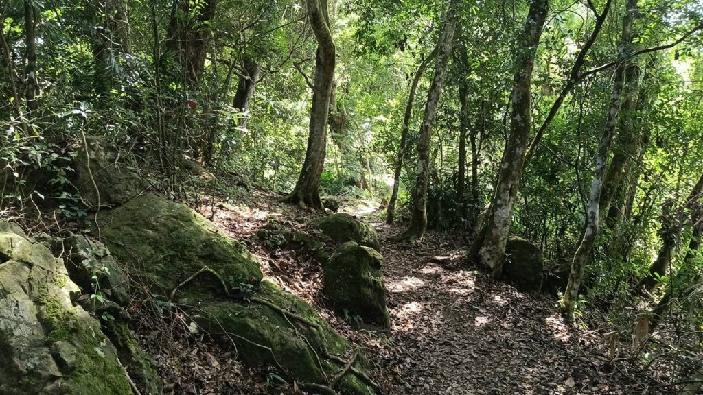 20251004 馬那邦山 - 珠湖 登山口_2904925