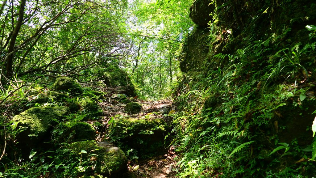 大湖尾,溪尾寮,藤寮坑古道封面圖