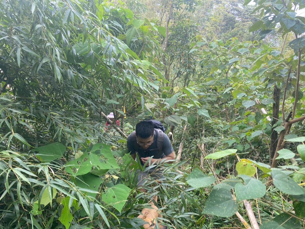 三寶山(烏心石山.鳩州嶺.尖凍山)步道【變成夢魘的大秘寶】_2639845