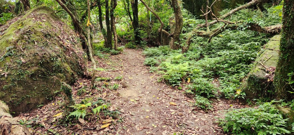 抹茶山，聖母登山步道，隆隆山，福卯古道，水柳腳登山步道，觀音台步道，北勢溪自行車道_2112050