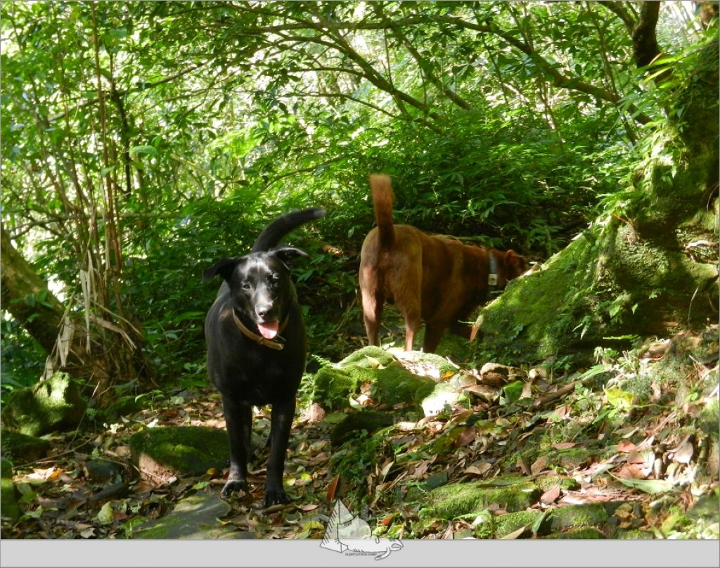 新北平溪-菁桐古道平溪段(續登薯榔尖)_285852