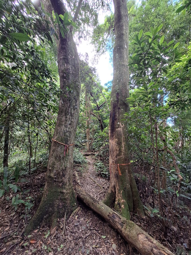 竹東上坪山小O型20240929封面圖