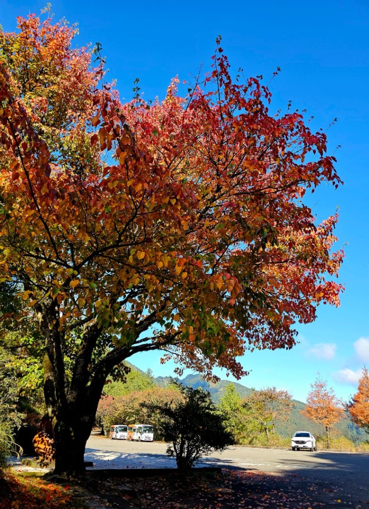 大雪山森林遊樂區賞楓_2966071