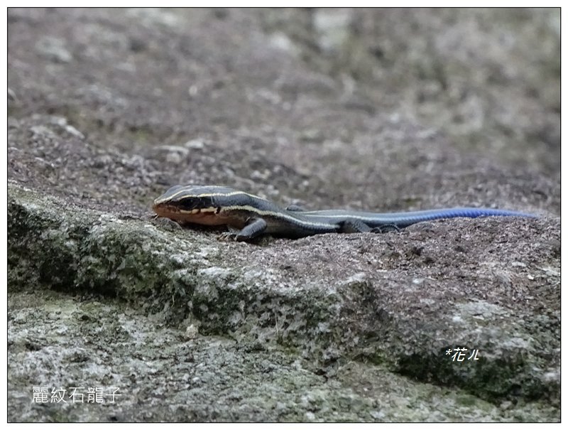 基隆山/石龍子 (新北、瑞芳)_1756564