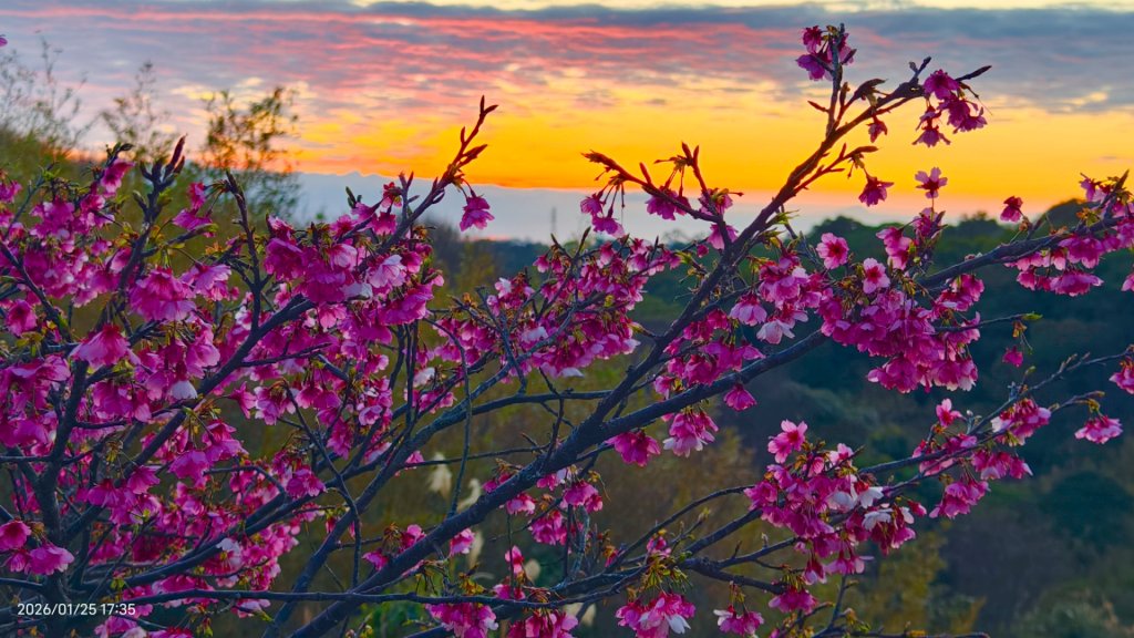 #平菁街 #鵝尾山梯田 #廣佑聖王廟 #寒櫻巷 #夕陽 1/24&25_2987718