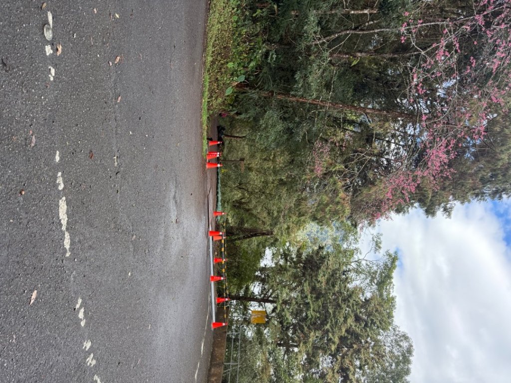 1150301溪頭天文台步道_3008364