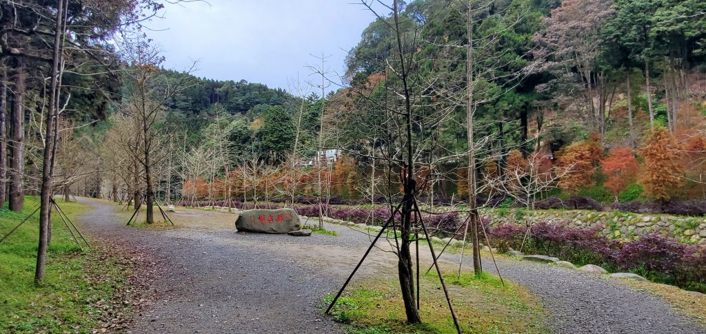 2023-01-01杉林溪青龍蕨類步道(青龍瀑布)、松瀧岩瀑布及天地眼步道_1978830