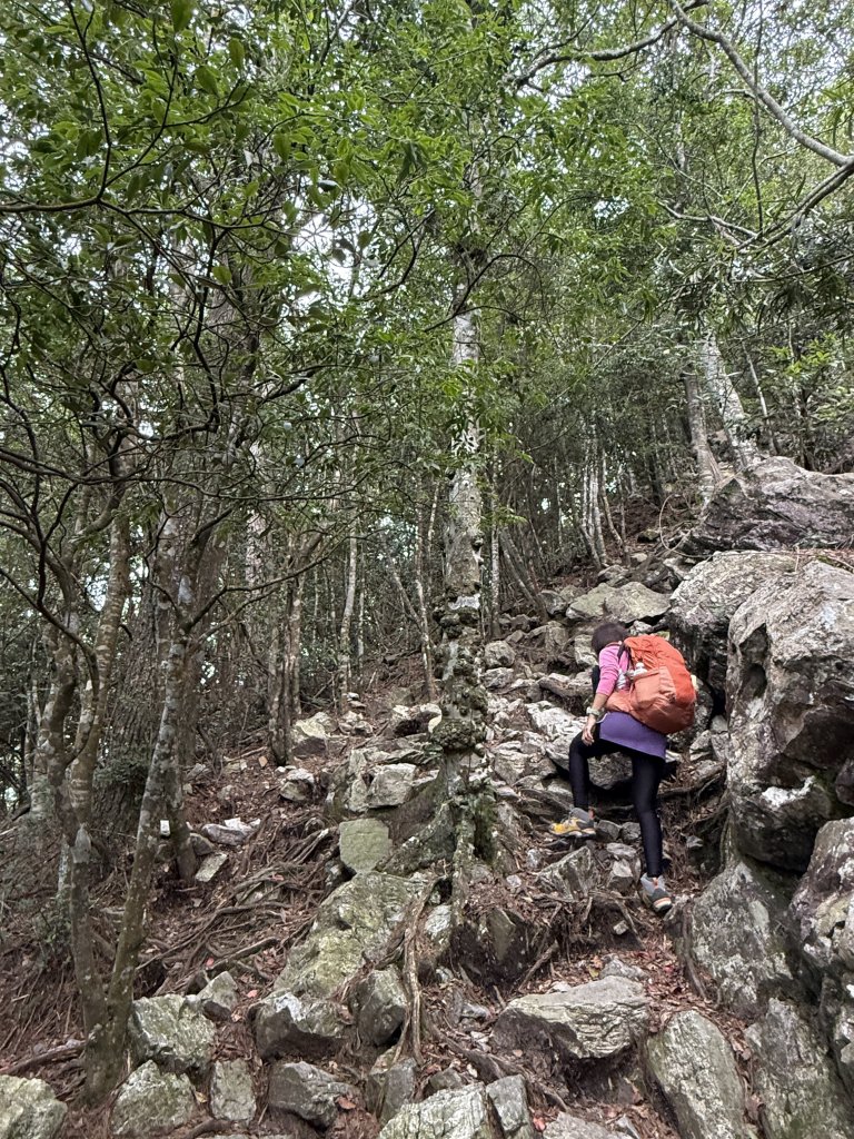 鳶嘴山+稍來神木 20250830_2873851