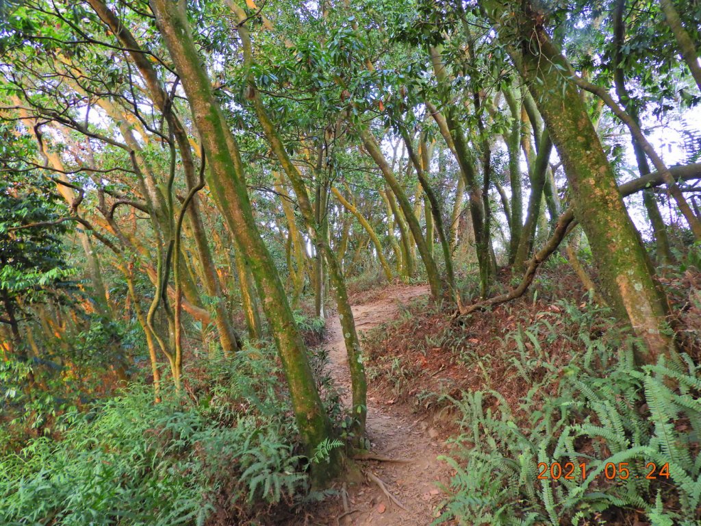 新北 三峽 鳶山_1406908