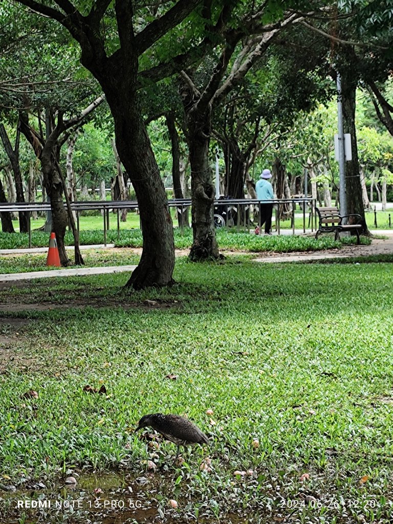 大安森林公園【走路趣尋寶】【臺北健走趣】_2536163