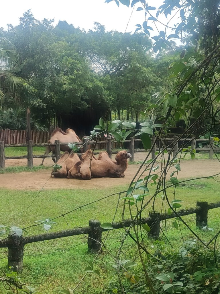 台北動物園_2664045