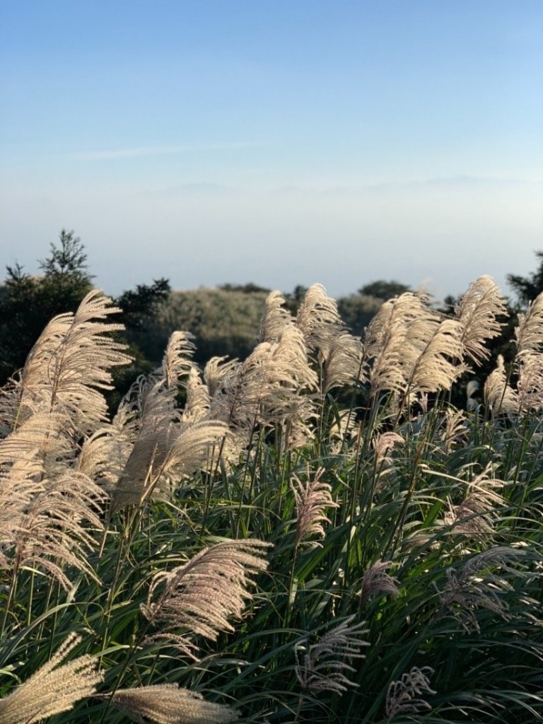 七星山步道賞芒趣_450198