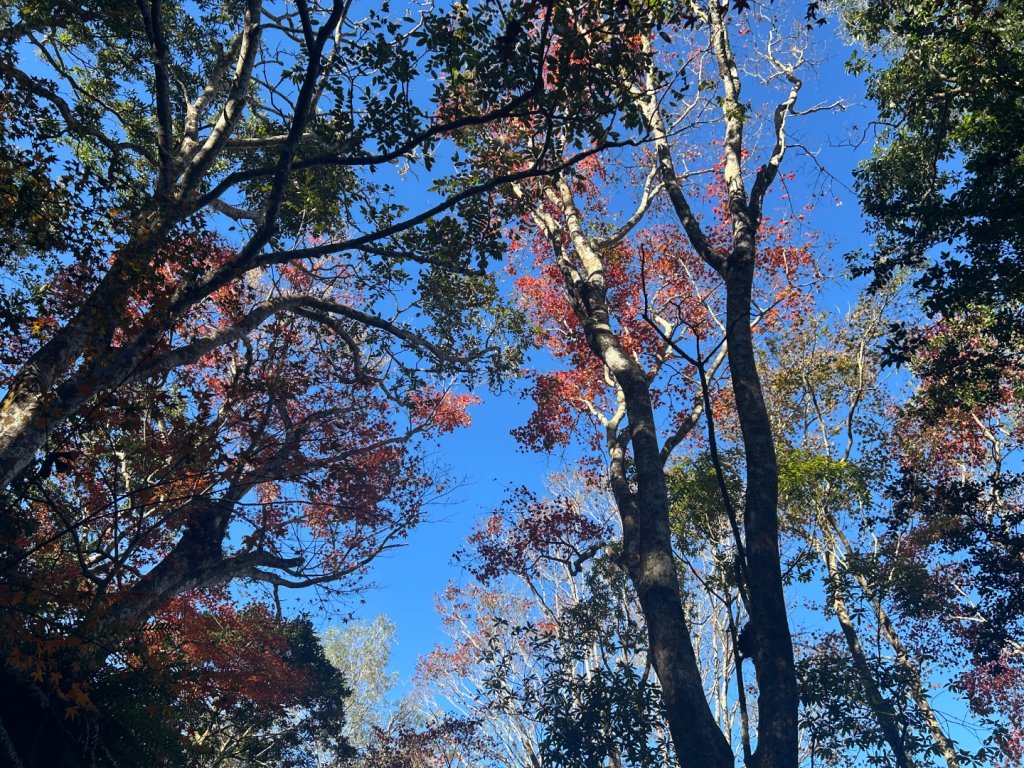 苗栗大湖-馬那邦山-小百岳037_2679923