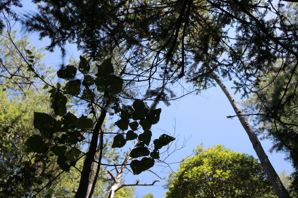 谷關七雄：新山馬崙山_178264