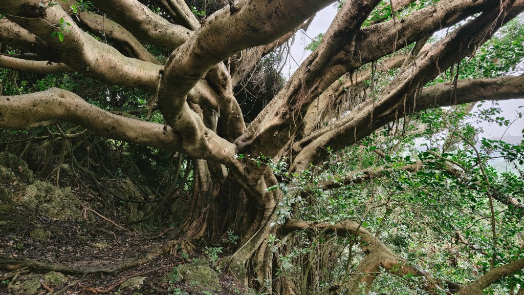 【台灣健行】壽山國家自然公園_2664220