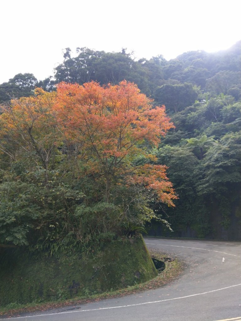 東眼山--紅楓綠柳杉封面圖