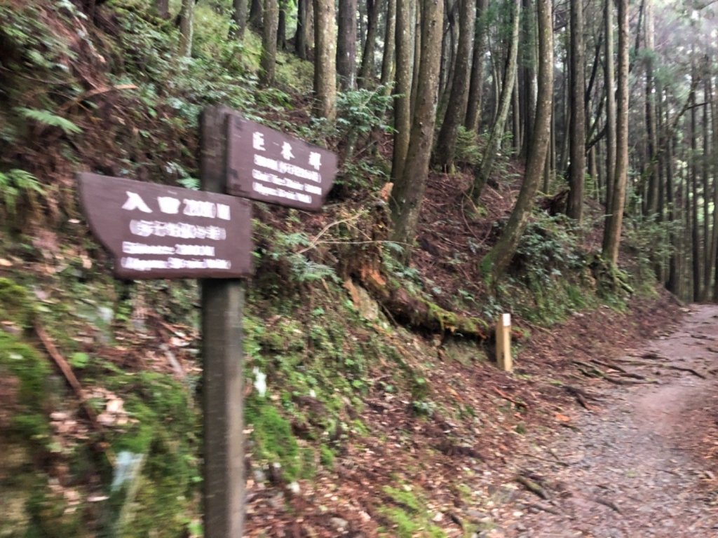 觀霧 檜山巨木步道 雲霧步道_501022