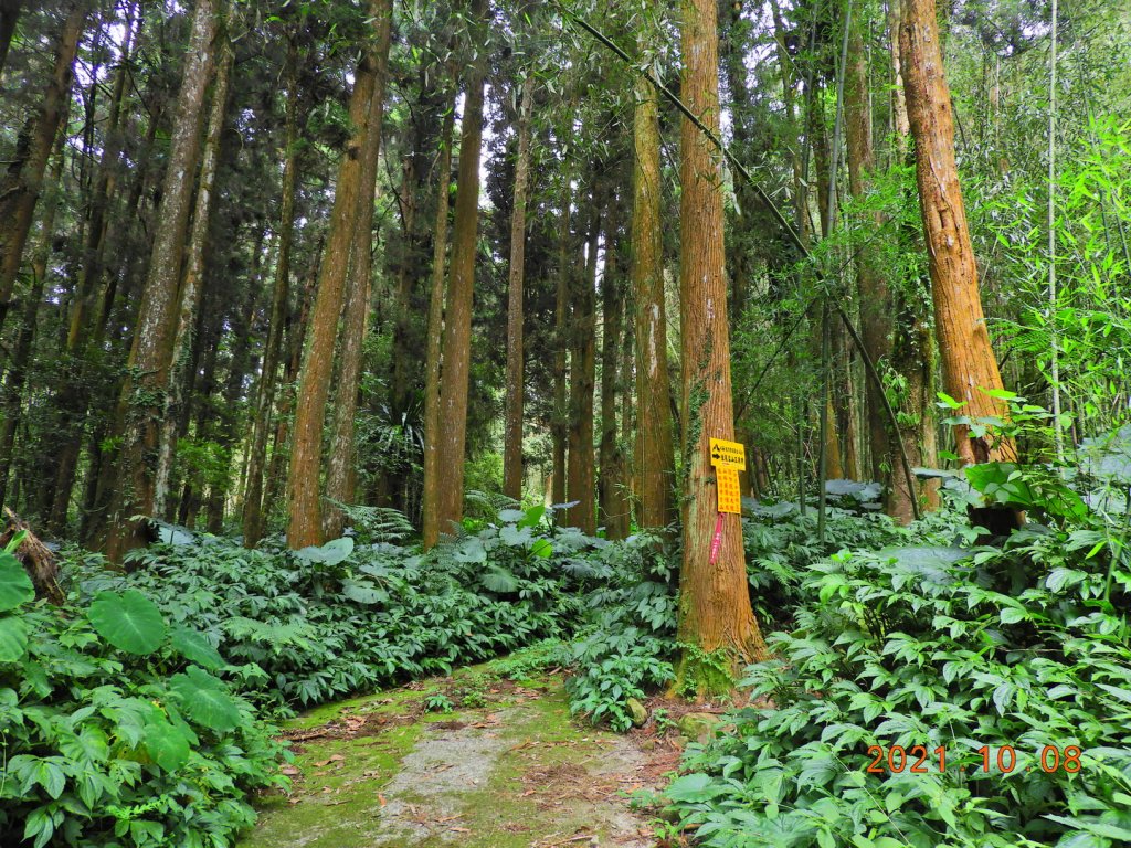 嘉義 阿里山 芙蓉山_1486480