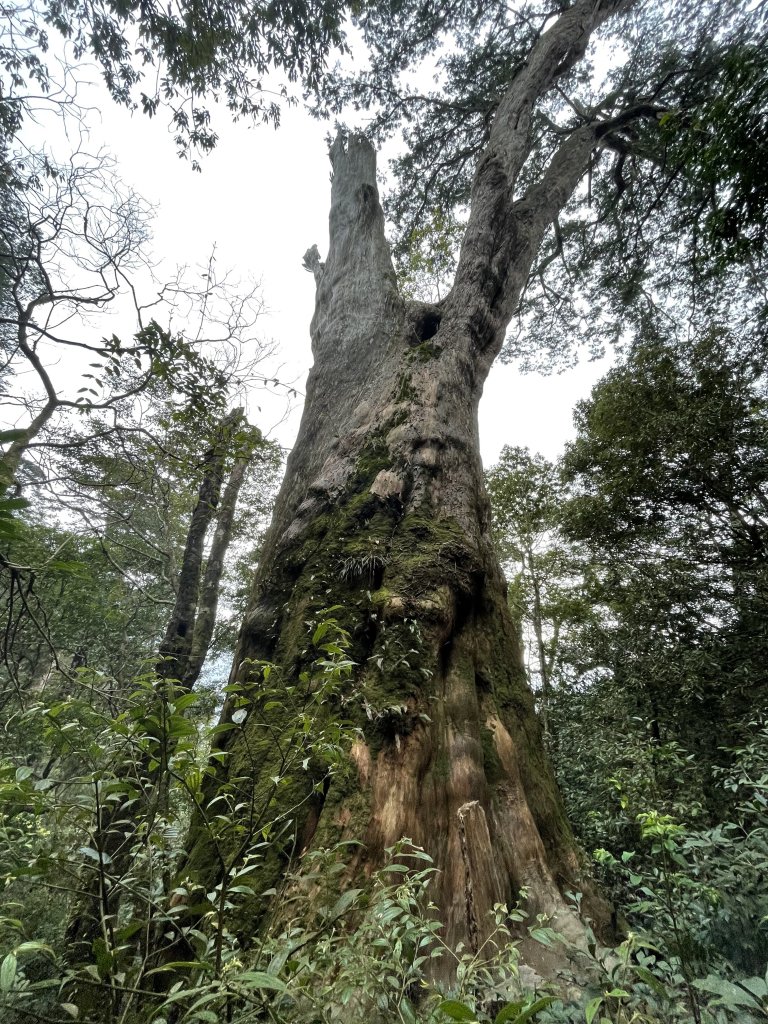 喜遇水晶蘭及翹距根結蘭-北得拉曼巨木步道1110310_1636101