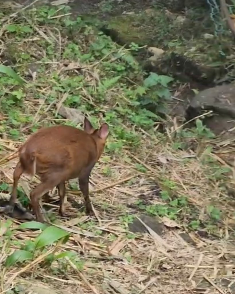 苗栗/馬那細道邦山-烏嘎彥竹林-水雲三星-鳥嘴山_2927143