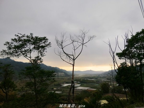 苗栗~山林裡賞優美樹姿~大克山砲台古道_1319487