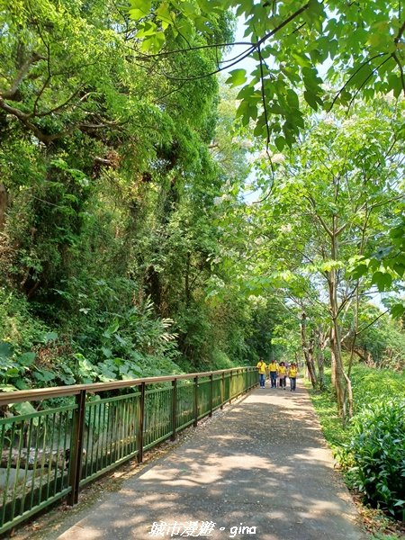 【台中外埔】高鐵觀景台、綠樹成蔭下賞桐花。 外埔水流東桐花步道_2136874