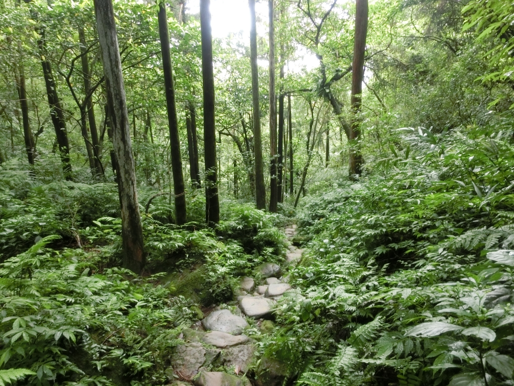 二格山（草湳Ｏ型）封面圖