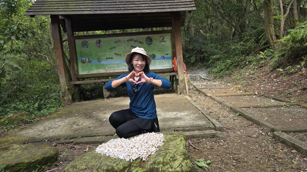 今年最美賞桐花秘境，瑪西賞桐步道，基隆七堵富民親水公園對岸。瑪陵坑溪秘境，台版亞馬遜雨林，苓蘭生態公_2782127