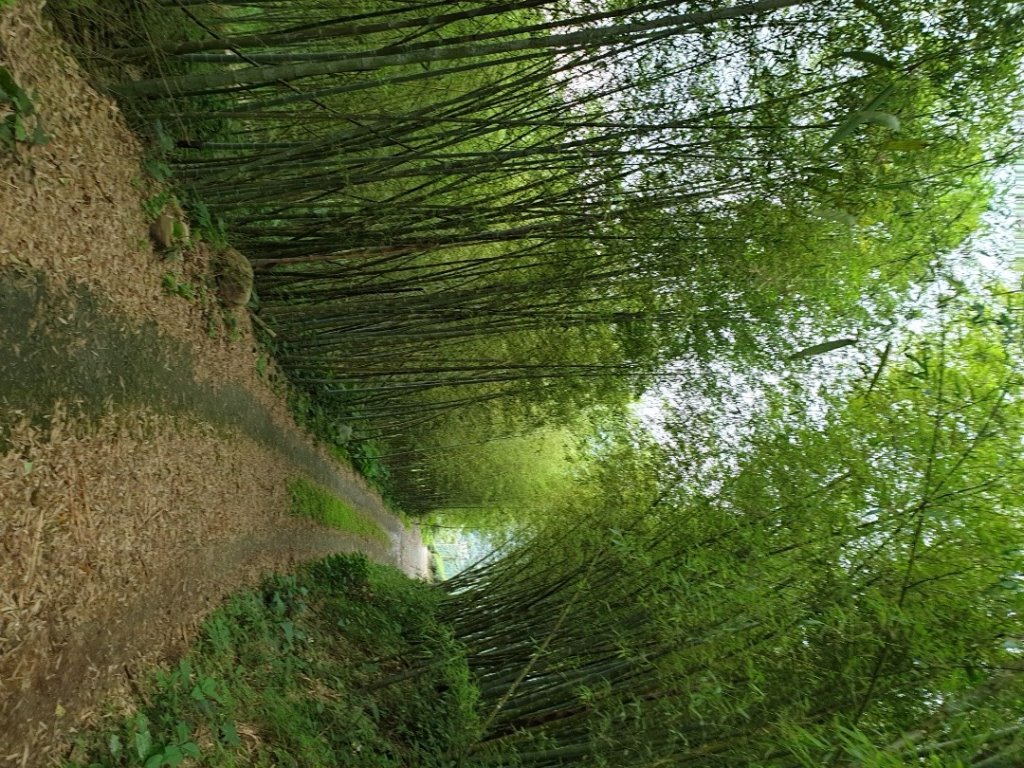 塘湖古道－金獅山－出水坑－交力坪山_1732583