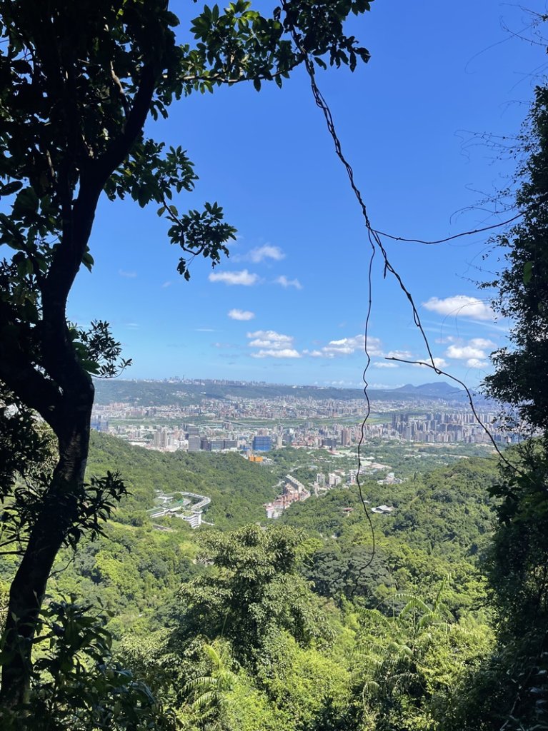 【天上山系】望月亭桐花_2869368
