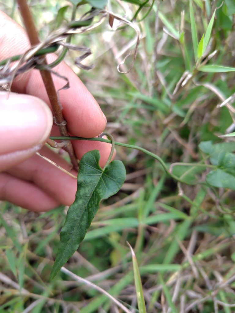 恆春大縱走連走白沙彌山出呆風草原_2991494