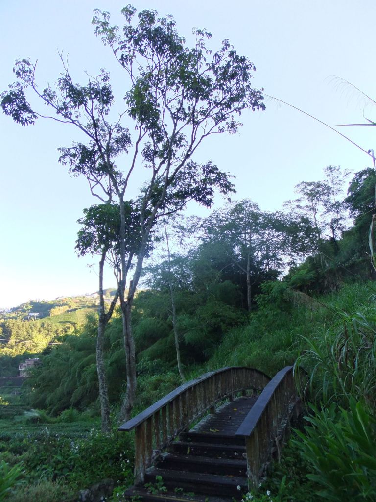 野薑花溪步道_387549