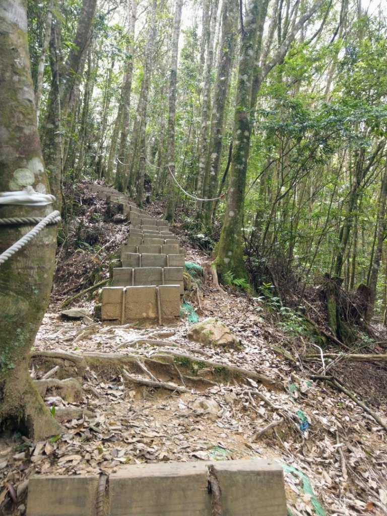 雪見休憩區（北坑山+大板根）_1016313