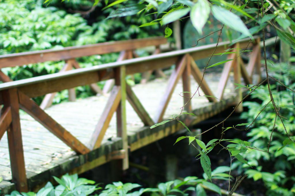 棲蘭森林浴步道_194302