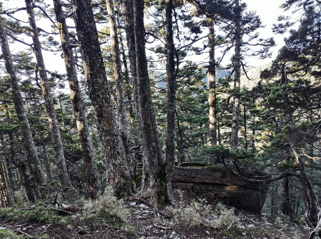 北一段(08/14)陶塞峰 2025_0906~13_2886952