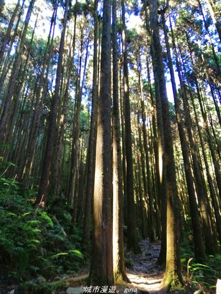 【台中。和平】綠蔭杉林大口森呼吸。 橫嶺山自然步道x橫嶺山主峰_1497933