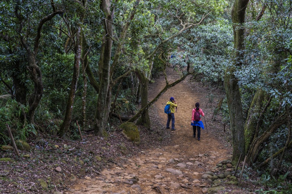 2020飛鳳山(樟之細路副線)_1407932