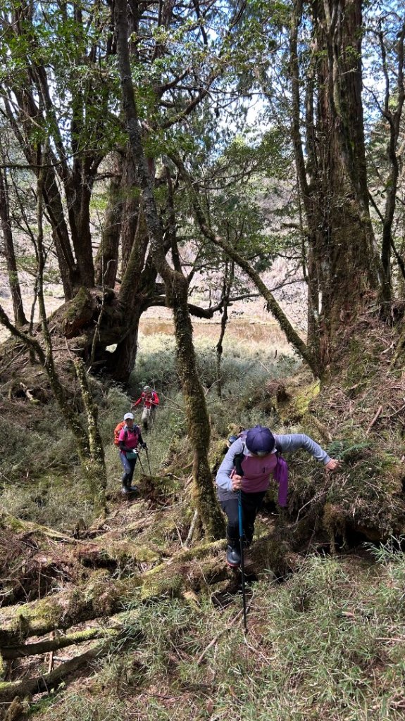 大同加羅湖穆魯洛亞滬庫霞四季警備道_2748260