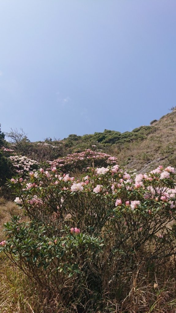 合歡東峰、小奇萊賞玉山杜鵑_2542682