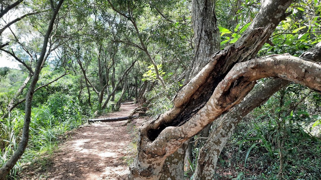 《台中》綠蔭夏蟬｜大肚環保公園登山步道O型20220626_1745157