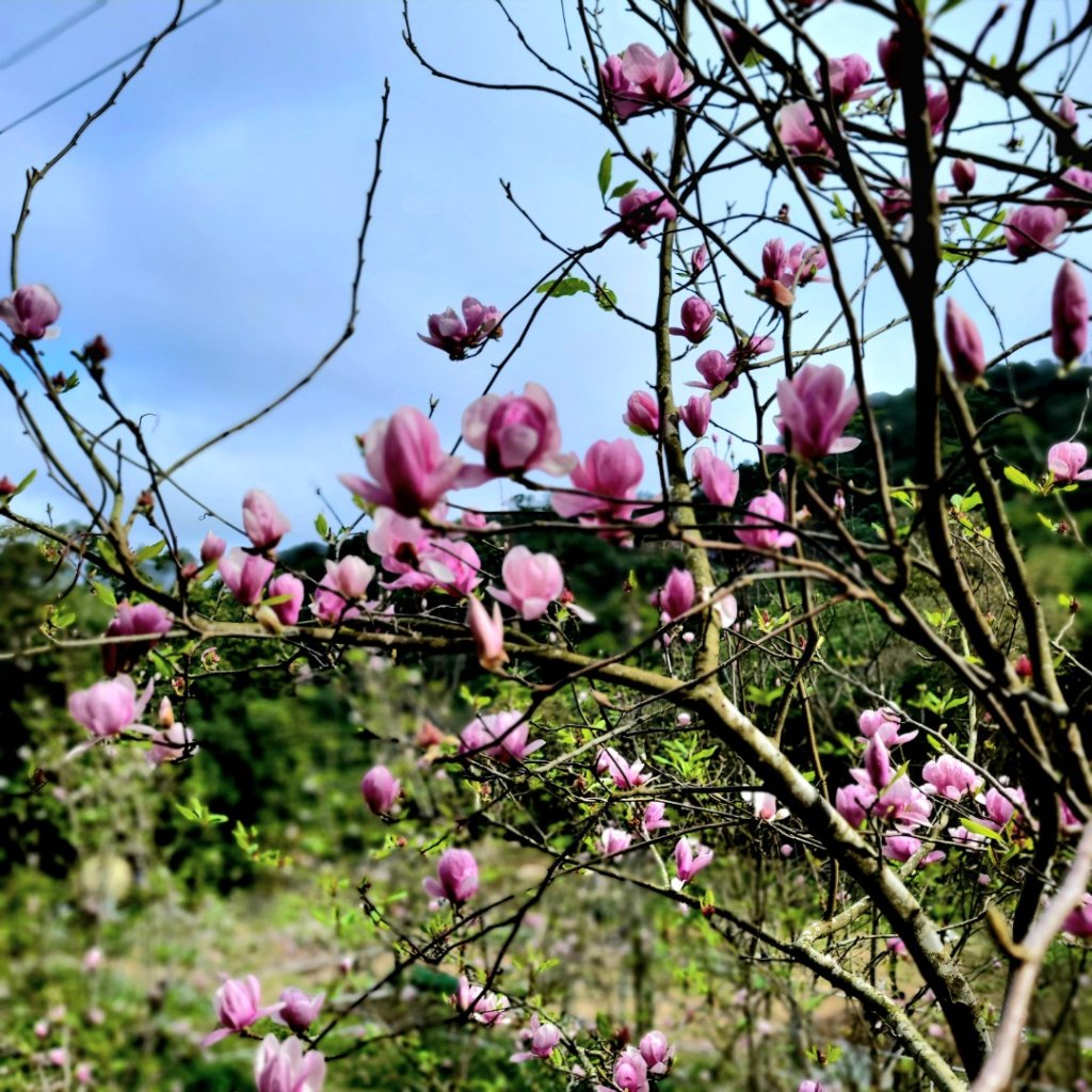 賞花+爬山健行-20240224_2436929