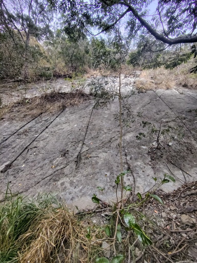 大棟山系南段 水利古道西口 上 竹高崙山 連走 鳥子嶺 坑仔內山 大崖山 下 龍目井農場_2953196