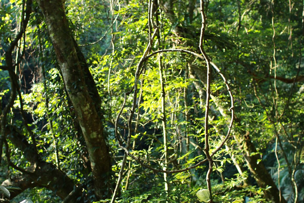 棲蘭森林浴步道_194323