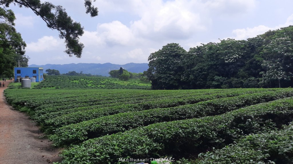 《苗栗》桐花茶園｜四月雪小徑登慈濟山三義山20250427_2771339
