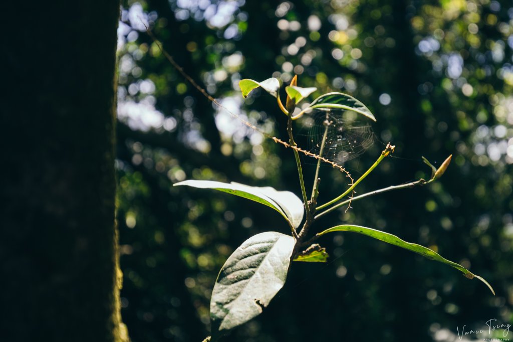 【黃金一稜O型】碧海藍天雷霆岩 九份山城_881975