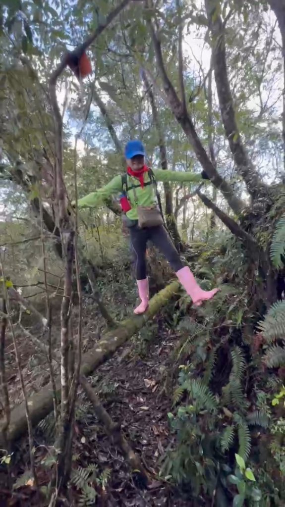 【北插天山】福山上北插天山(整理山徑架繩索布條完工)_2689886